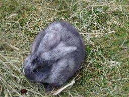 Haustiermesse Wien 2.03.2025